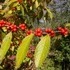 Longwood Gardens.