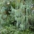 Longwood Gardens.