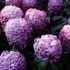 Longwood Gardens.