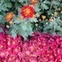 Longwood Gardens.