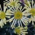Longwood Gardens.