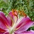 Longwood Gardens.