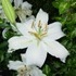 Longwood Gardens.