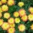 Longwood Gardens.
