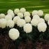 Longwood Gardens.
