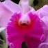Longwood Gardens.