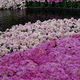 Longwood Gardens.