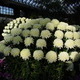 Longwood Gardens.