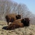 The Beefalo, need I say more??