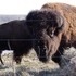 The Beefalo, need I say more??