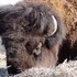 The Beefalo, need I say more??