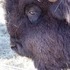 The Beefalo, need I say more??