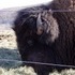 The Beefalo, need I say more??