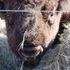 The Beefalo, need I say more??