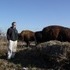 The Beefalo, need I say more??