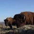The Beefalo, need I say more??