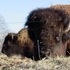 The Beefalo, need I say more??