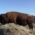 The Beefalo, need I say more??