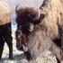 The Beefalo, need I say more??