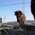 The Beefalo, need I say more??