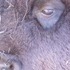 The Beefalo, need I say more??