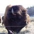 The Beefalo, need I say more??
