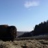 The Beefalo, need I say more??