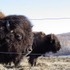 The Beefalo, need I say more??