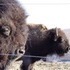 The Beefalo, need I say more??