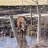 The Beefalo, need I say more??