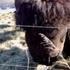 The Beefalo, need I say more??