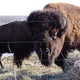The Beefalo, need I say more??