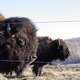 The Beefalo, need I say more??