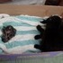 Shiloh's Kittens.