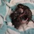 Shiloh's Kittens.