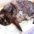 Shiloh's Kittens.