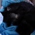 Shiloh's Kittens.