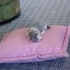 Shiloh's Kittens.