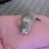 Shiloh's Kittens.