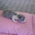 Shiloh's Kittens.