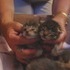 Shiloh's Kittens.
