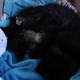 Shiloh's Kittens.