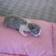 Shiloh's Kittens.