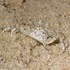 Crabs and night photos at Bethany Beach, Delaware.