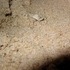 Crabs and night photos at Bethany Beach, Delaware.