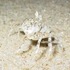 Crabs and night photos at Bethany Beach, Delaware.