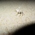 Crabs and night photos at Bethany Beach, Delaware.