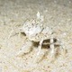 Crabs and night photos at Bethany Beach, Delaware.