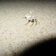 Crabs and night photos at Bethany Beach, Delaware.