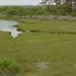 Assateague Island, Maryland.  Don't believe the hype.